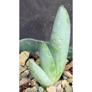 Aloe claviflora 3-inch pots