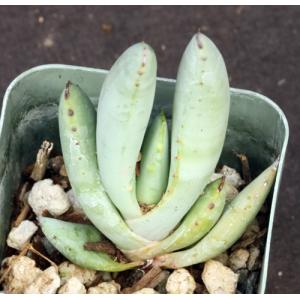 Aloe claviflora 2-inch pots