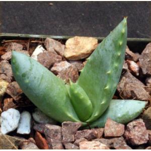 Aloe claviflora 3-inch pots