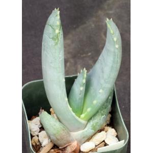 Aloe comptonii 2-inch pots