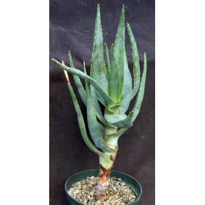 Aloe comptonii 8-inch pots