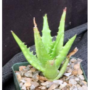 Aloe congolensis 4-inch pots