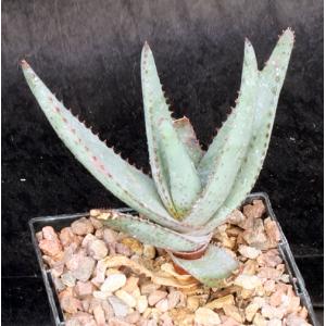 Aloe conifera 5-inch pots