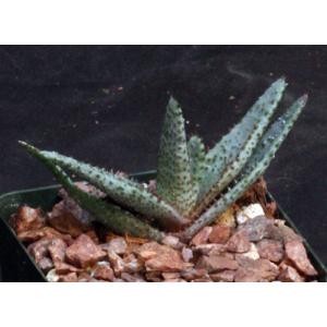 Aloe conifera 4-inch pots