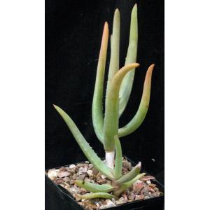 Aloe cremnophila 5-inch pots