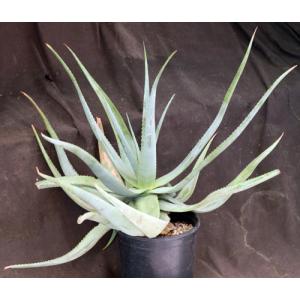 Aloe cryptopoda hybrids 2-gallon pots