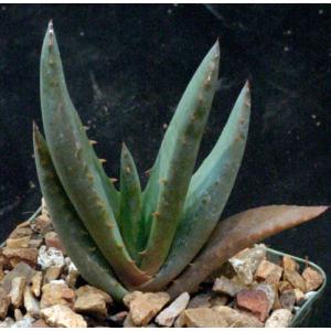 Aloe cryptopoda hybrids 4-inch pots