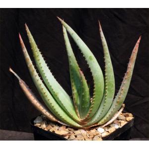 Aloe cryptopoda hybrids 5-inch pots