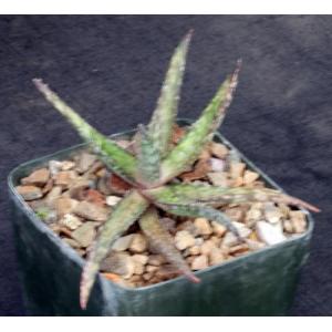 Aloe cv Blue Hawaii 5-inch pots