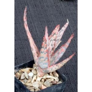 Aloe cv Pink Blush 2-inch pots