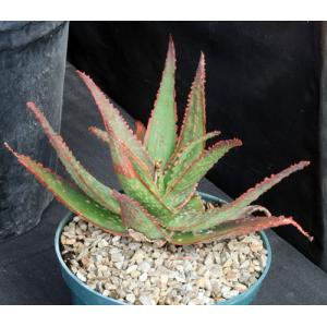 Aloe cv Red Neon 8-inch pots