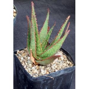 Aloe cv Red Neon one-gallon pots