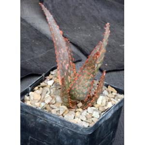 Aloe cv Red Neon 5-inch pots