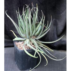 Aloe cv Safari Sunrise one-gallon pots