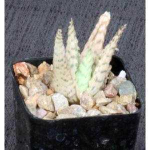 Aloe cv Wunderkind 2-inch pots