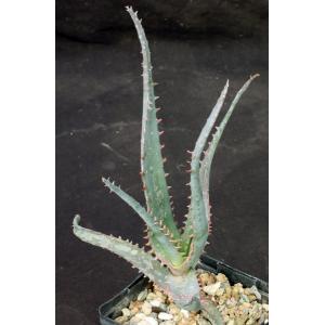 Aloe cv Diablo 5-inch pots