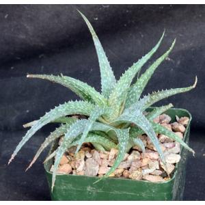 Aloe cv Hey Babe 4-inch pots