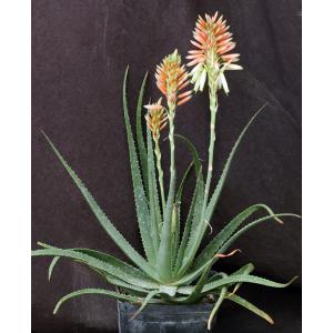 Aloe cv Safari Sunrise one-gallon pots