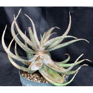 Aloe cv Chartreuse Chanteuse 8-inch pots