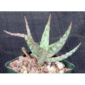 Aloe cv Mona Loa 4-inch pots