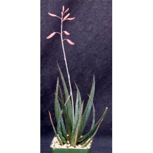 Aloe cv Black Beauty 4-inch pots