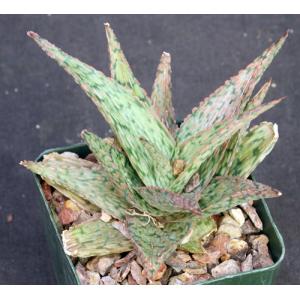 Aloe cv Bright Ember 4-inch pots