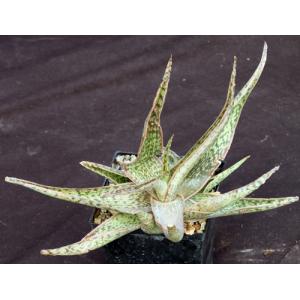 Aloe cv Chartreuse Chanteuse 5-inch pots