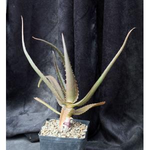 Aloe cv Goliath one-gallon pots