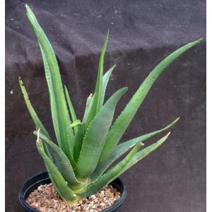 Aloe cv Hercules 2-gallon pots