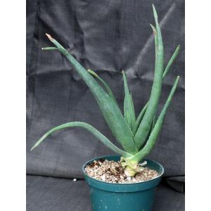 Aloe cv Hercules 8-inch pots