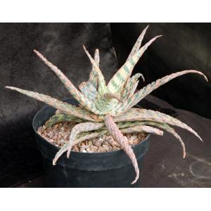 Aloe cv Mona Loa 8-inch pots