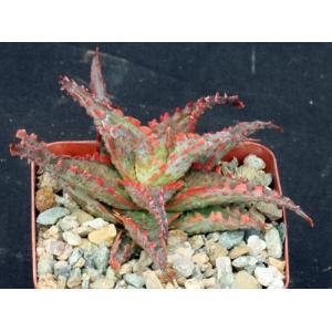 Aloe cv Oik 4-inch pots