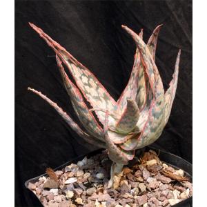 Aloe cv Pink Blush one-gallon pots