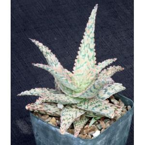 Aloe cv Pink Lace 5-inch pots