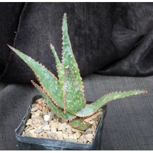 Aloe cv Red Neon 5-inch pots