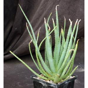 Aloe cv Safari Sunrise 5-inch pots