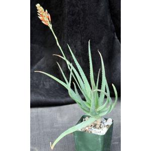 Aloe cv Safari Sunrise 4-inch pots