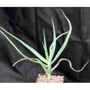 Aloe cv Scarlet Rockets one-gallon pots