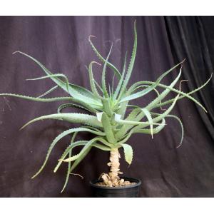 Aloe cv Scarlet Rockets 3-gallon pots