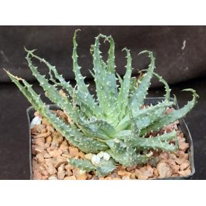 Aloe cv Scott McDermott one-gallon pots