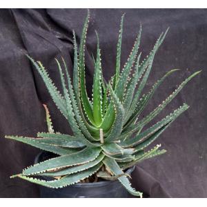 Aloe cv Swordfish 2-gallon pots