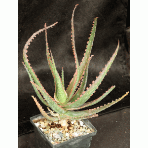 Aloe cv Coral Fire 5-inch pots