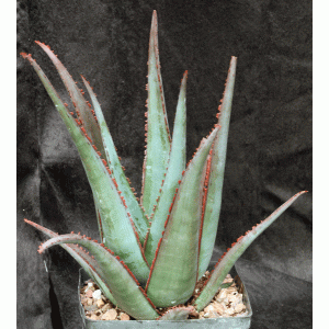 Aloe cv Diablo one-gallon pots