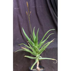 Aloe dawei 2-gallon pots