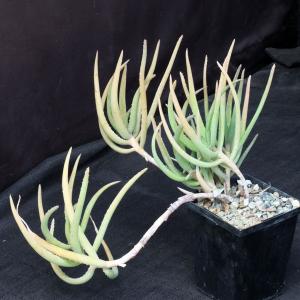 Aloe decaryi 5-inch pots