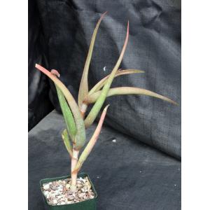 Aloe decurva 5-inch pots