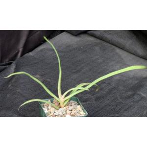 Aloe delphinensis 4-inch pots