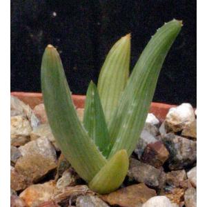 Aloe deltoideodonta var. fallax 3-inch pots