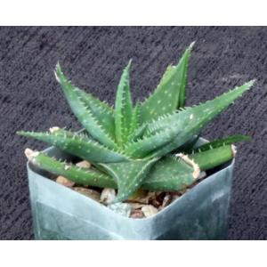 Aloe descoingsii x calcairophila 2-inch pots