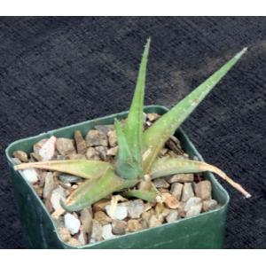 Aloe descoingsii x calcairophila 4-inch pots